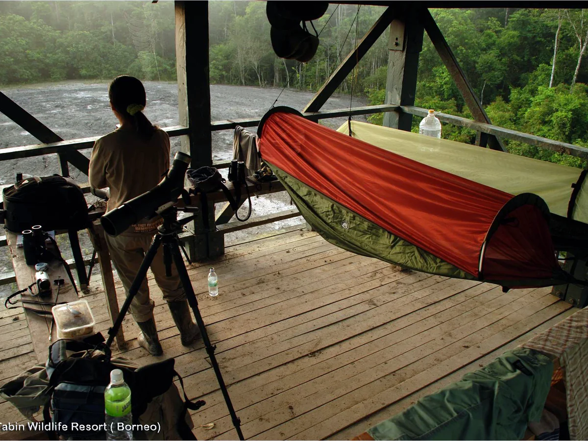 4D3N Tabin Wildlife Tour & Mud Volcano Stay | Exclusive Jungle Experience 3 MTT TWR08 hero cover | Milas Travel