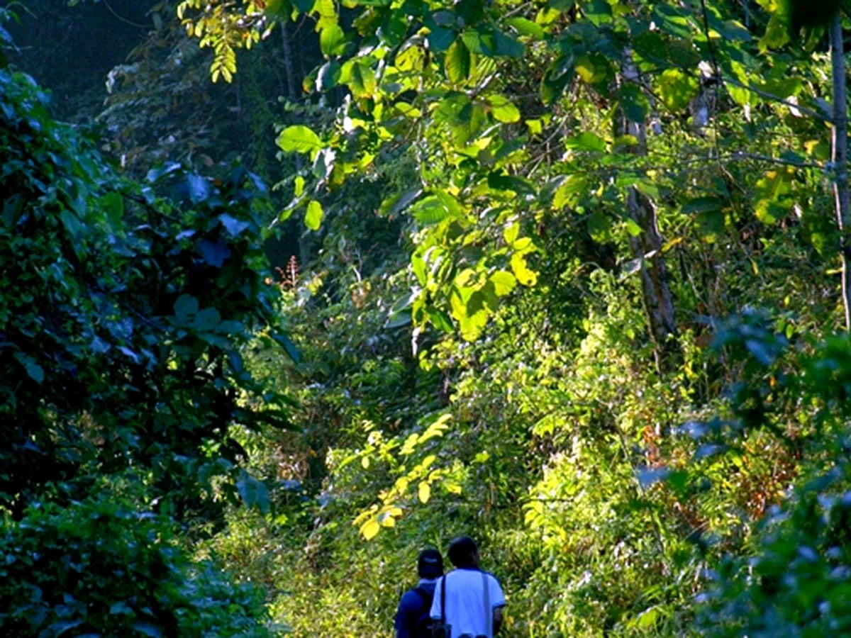 3D2N Tabin Rainforest Tree Replanting & Carbon Offset Safari | ESG Eco-Tour 1 MTT TWR09 hero cover | Milas Travel